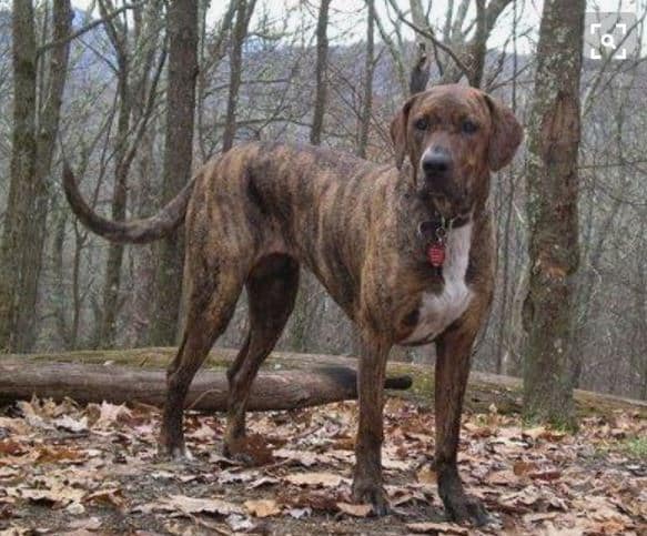 Plott Hound debout