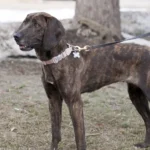Plott Hound