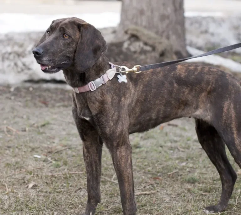 Plott Hound
