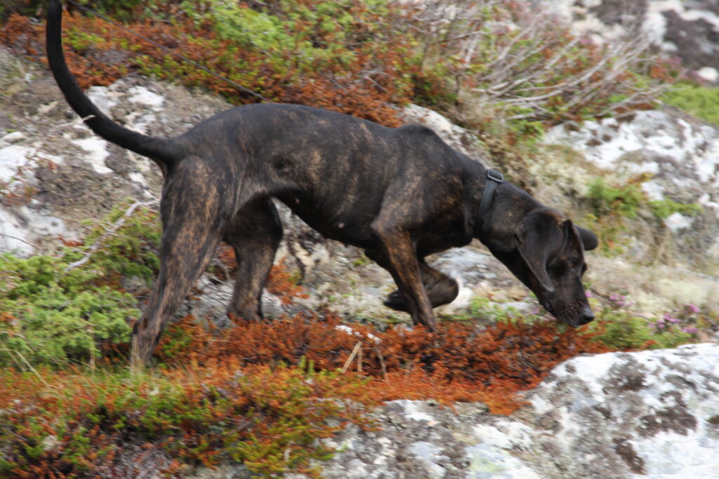 Plott Hound en nature