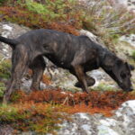 Plott Hound
