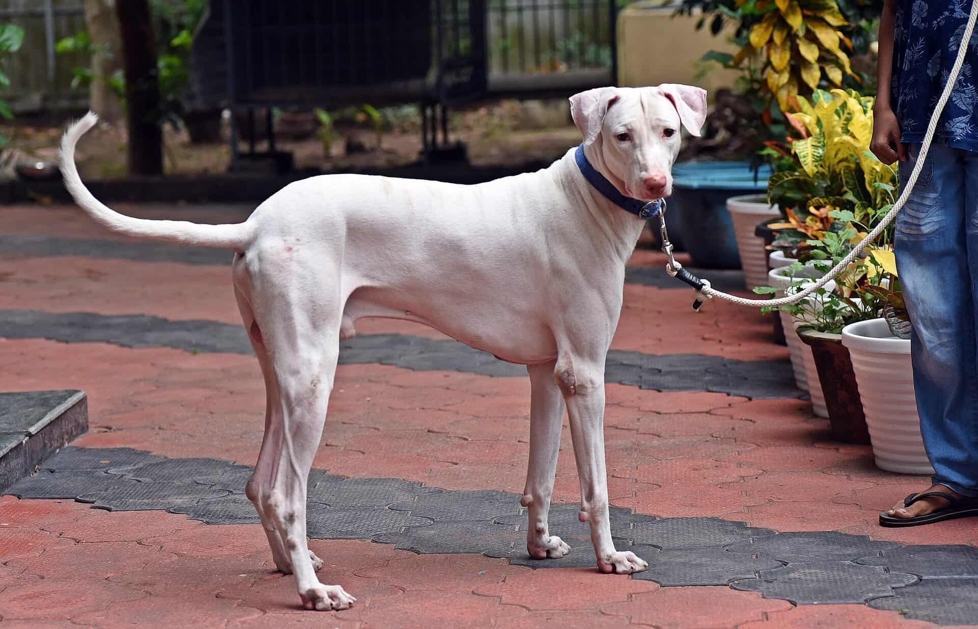 Poligar Hound (Rajapalayam Dog)