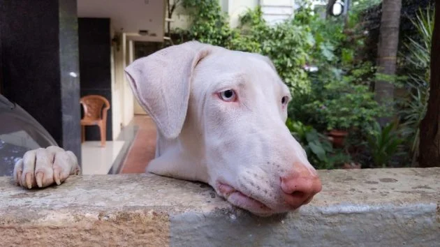 Poligar Hound (Rajapalayam Dog) — Tempérament et comportement: le guerrier d'un seul maître