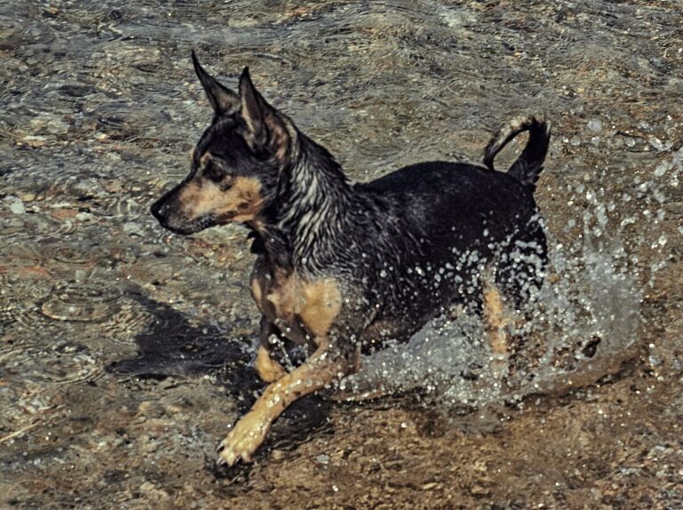 Perro Ratero Mallorquín (Ca Rater Mallorquí)