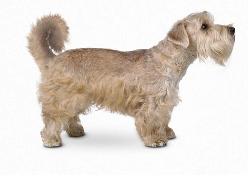 Lucas Terrier