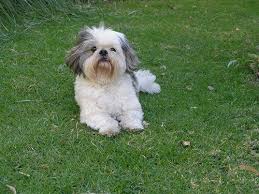 Odis retrato