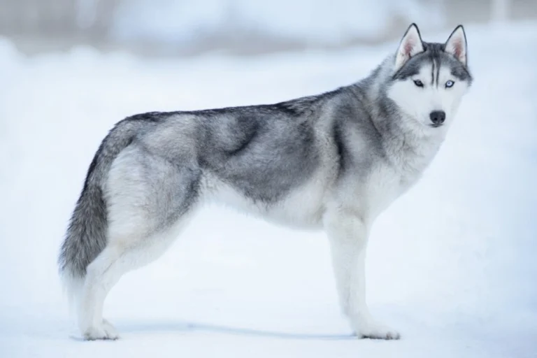 Husky syberyjski