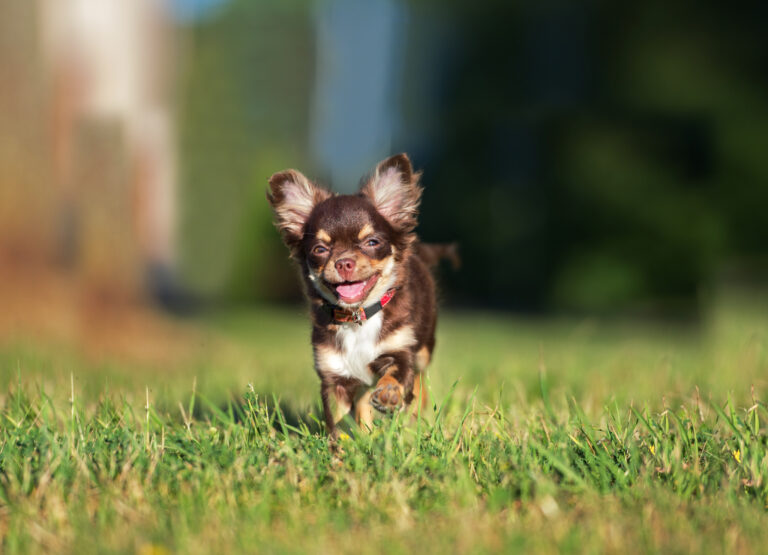 Chihuahua