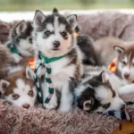 Сибірський хаскі