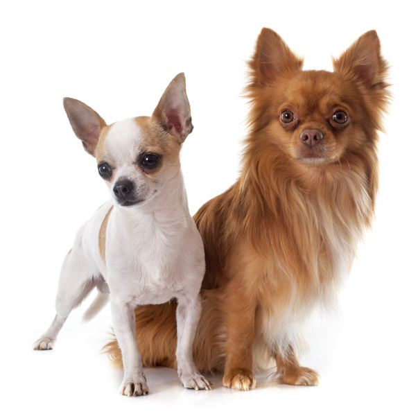 Chihuahua de pelo largo y corto