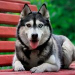 Сибірський хаскі