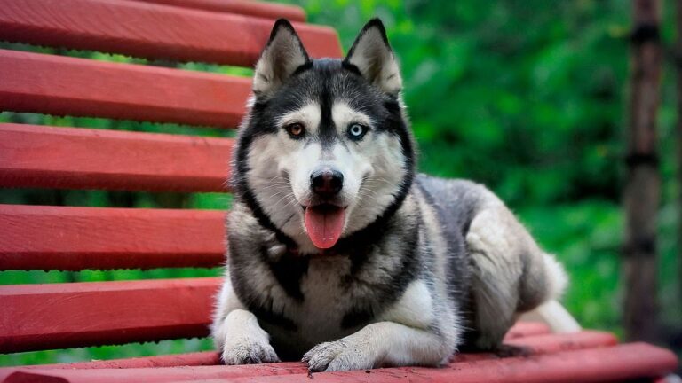 Husky syberyjski
