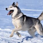 Сибірський хаскі