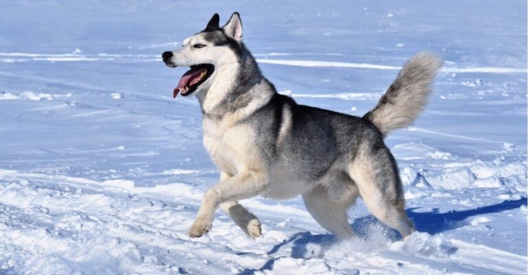 Husky syberyjski