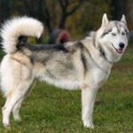 Сибірський хаскі
