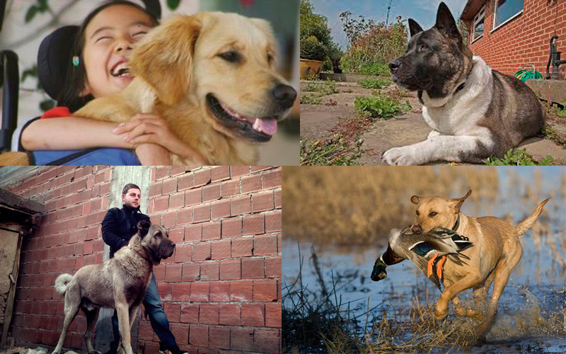 Собаки разных пород, подходящие для жизни в квартире