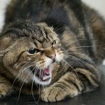Хазяин умер через своего кота