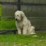 «Румынский Хатико» уже 5 лет сидит у дома хозяина, который умер