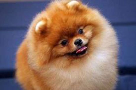 Pomeranian photo of an orange coat