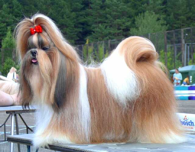 Shih Tzu Foto