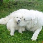Кувас