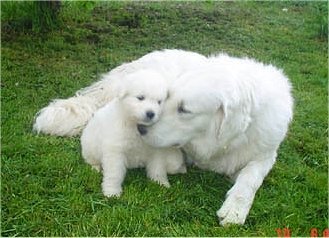 Ungarischer Kuvasz
