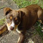 Kelpie Australien