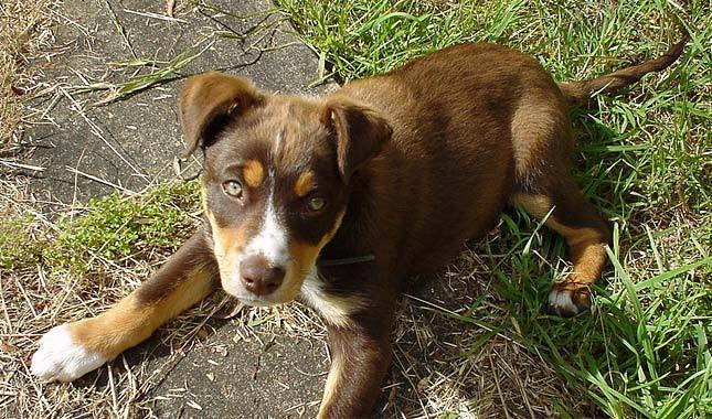 Portrait d'un Kelpie Australien