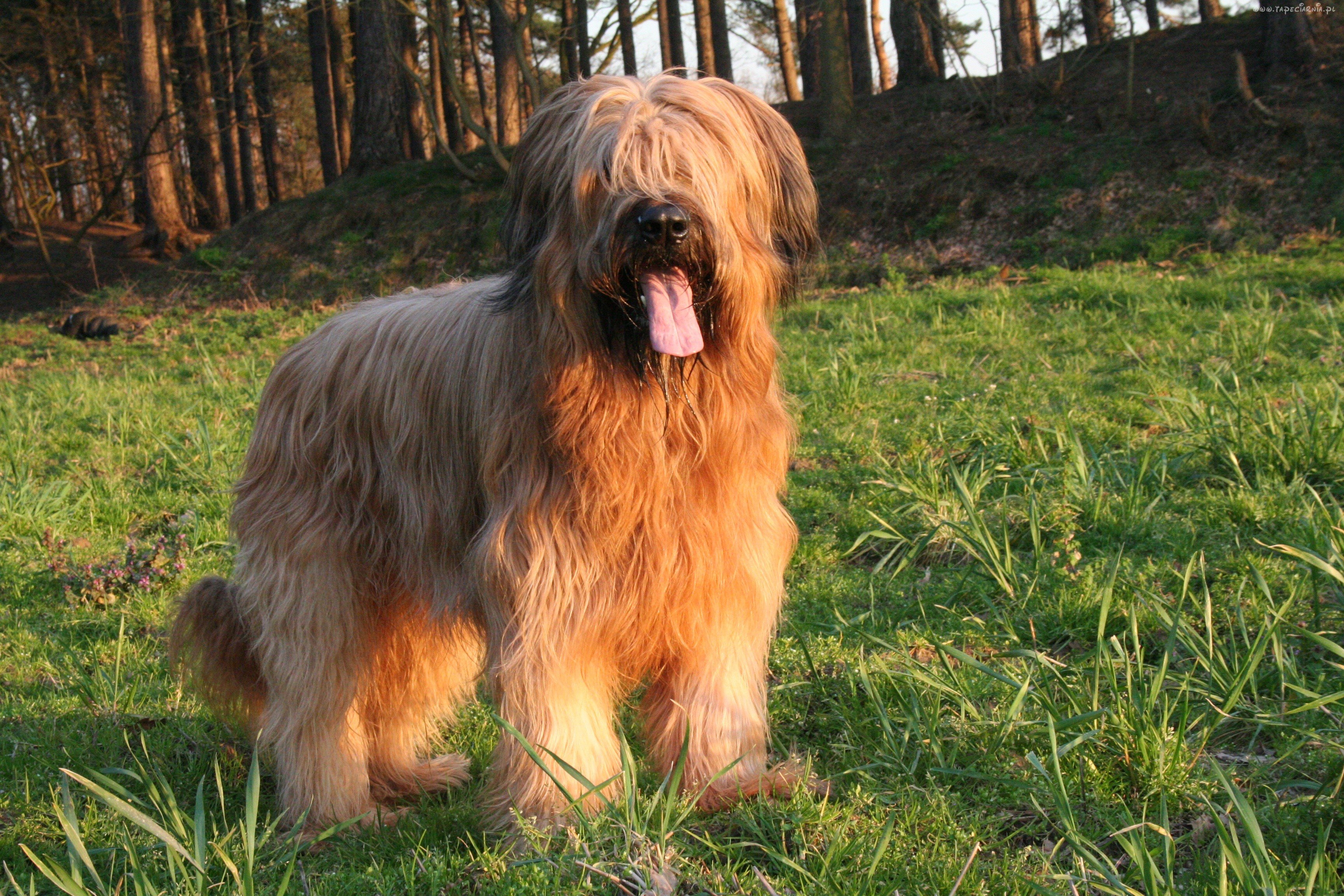 Briard photo of an adult dog
