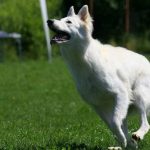 Berger Blanc Suisse