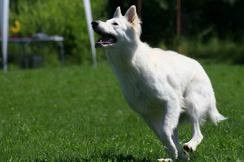 Logo de la race Berger Blanc Suisse