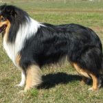 Довгошерстий коллі