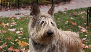 Picardischer Schäferhund Foto