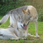 Perro Lobo de Saarloos
