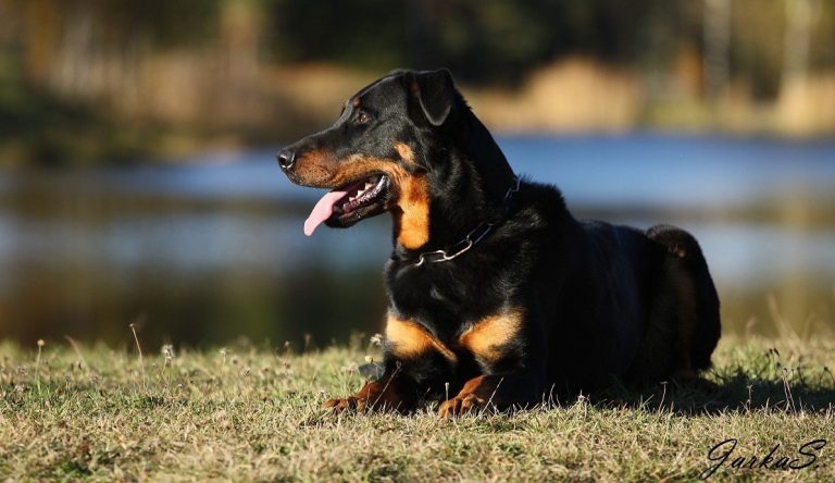 Beauceron