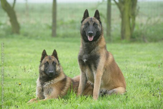 Malinois (Belgian Shepherd) Logo