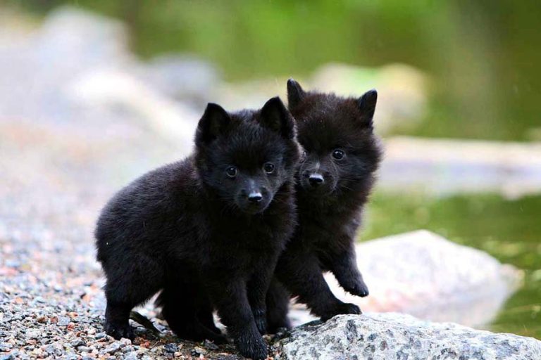 Schipperke