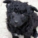 Хорватська вівчарка