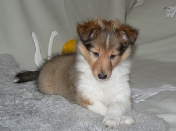 Foto de Sheltie na natureza