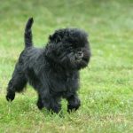 Affenpinscher