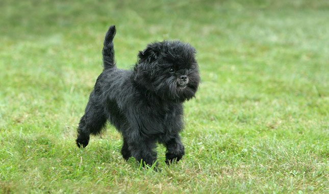 Affenpinscher fotografie