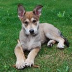 Chien-loup tchécoslovaque