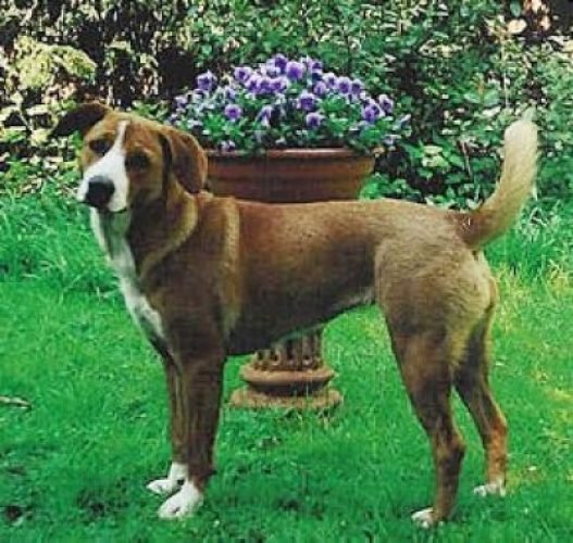 Austrian Pinscher puppy