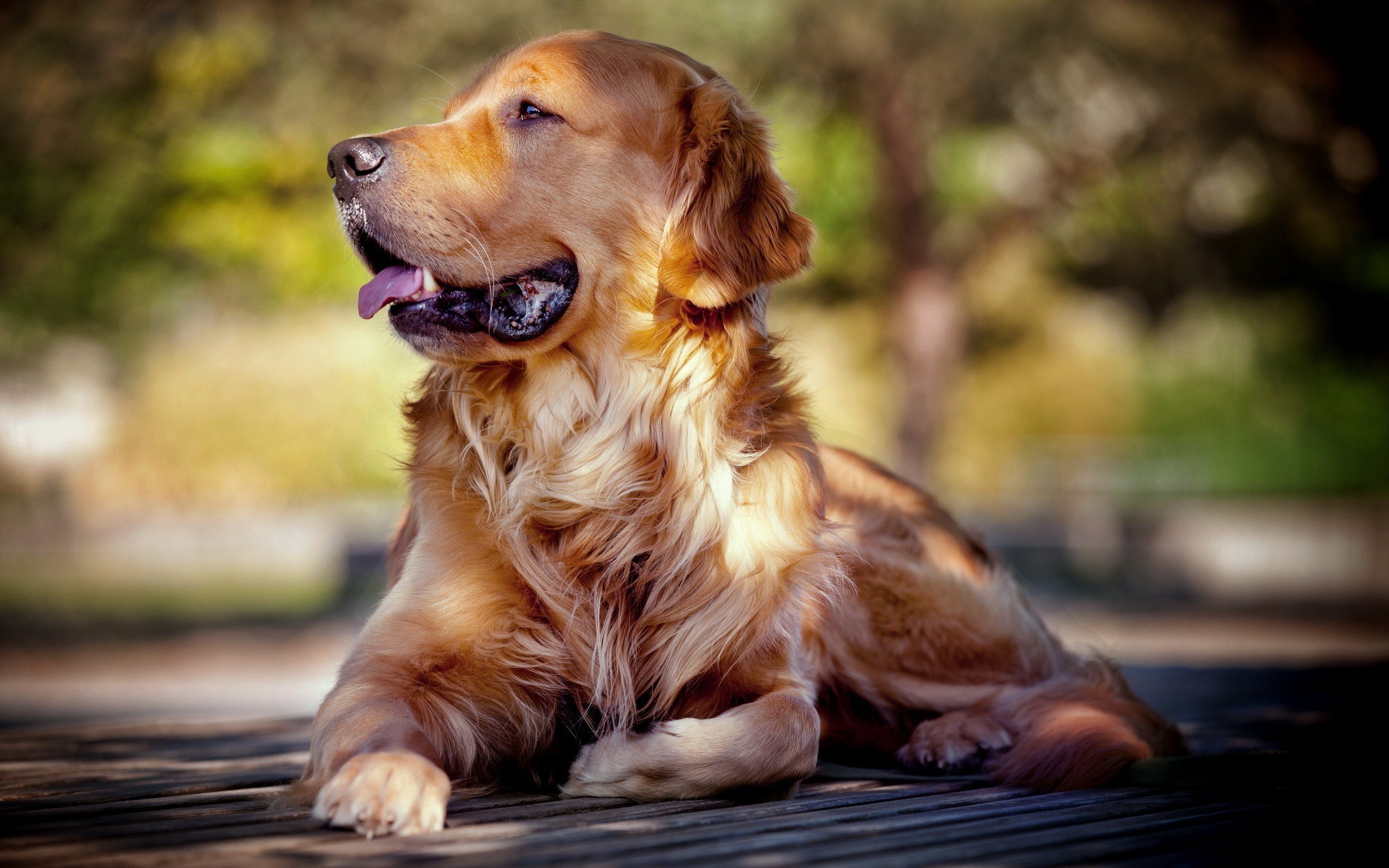 Golden Retriever adulto