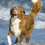 Nova Scotia Duck Tolling Retriever