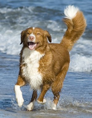 Nova Scotia Duck Tolling Retriever dans la nature