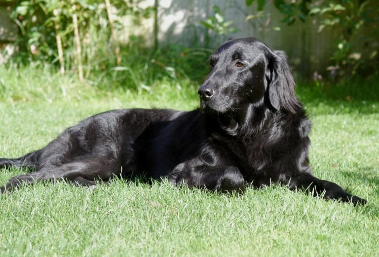 Retriever à poil plat