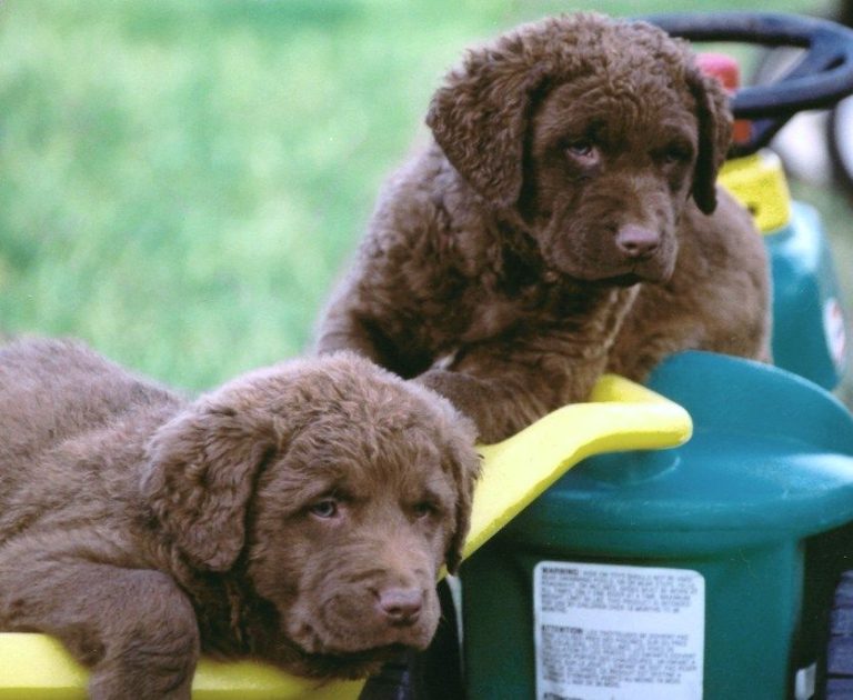 Chesapeake Bay Retriever