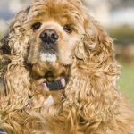 American Cocker Spaniel