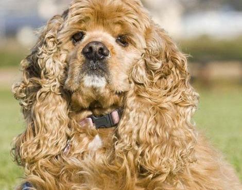 American Cocker Spaniel sitzt im Gras